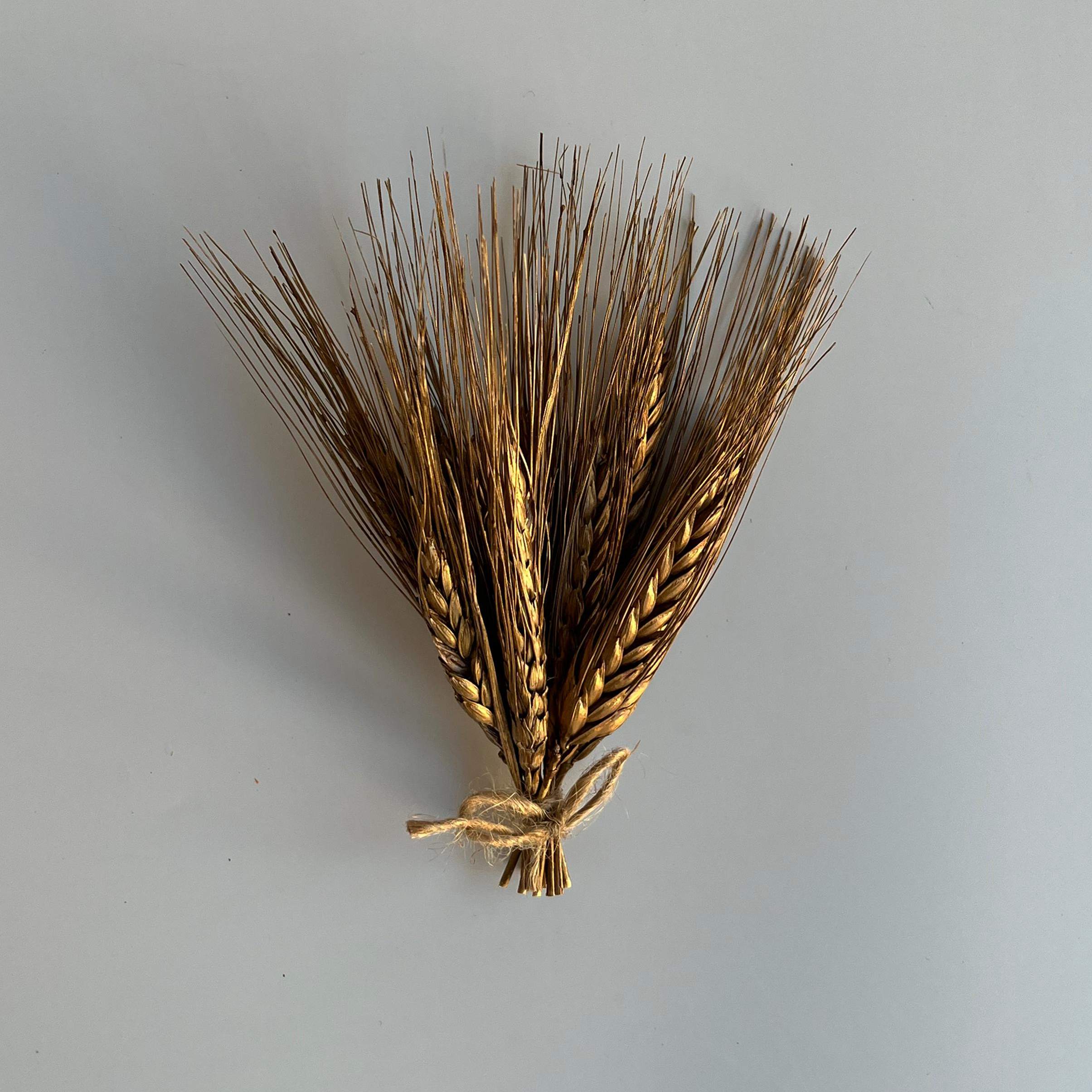 Kurutulmuş Başak - Bronz