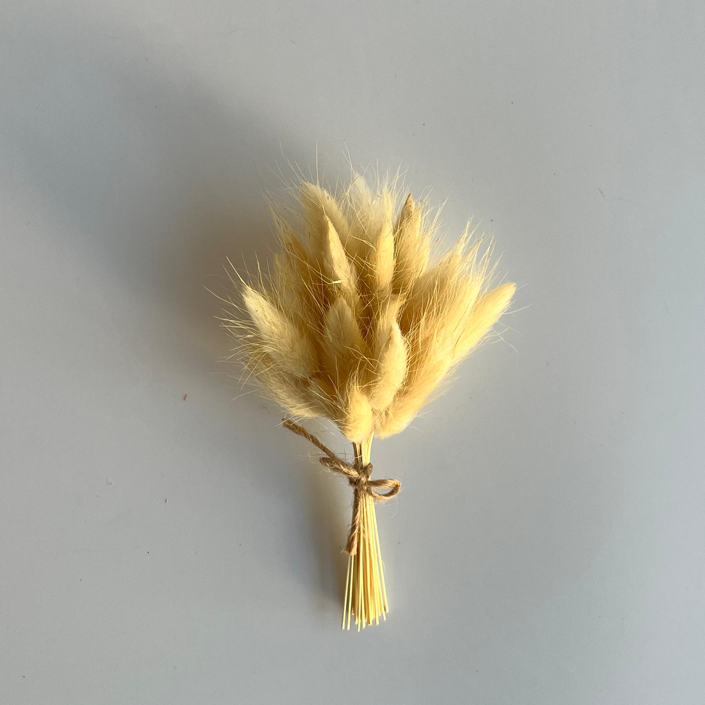 Kurutulmuş Lagurus - Doğal