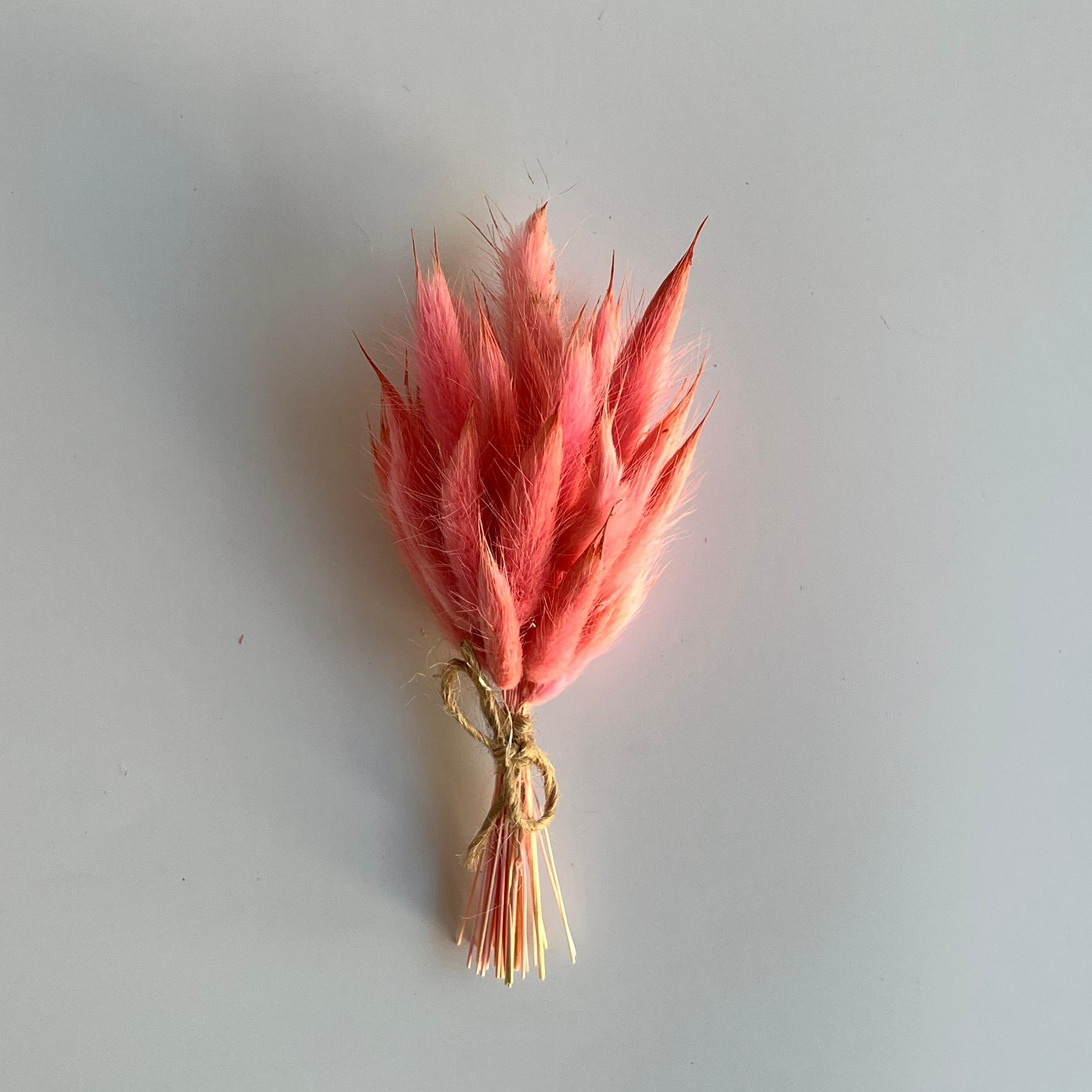 Kurutulmuş Lagurus - Pembe